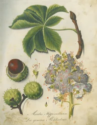 Marronnier d